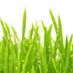 water-drops-on-green-grass
