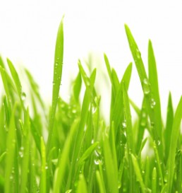 water-drops-on-green-grass